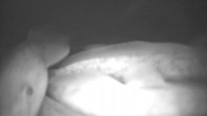 Нерест Налима