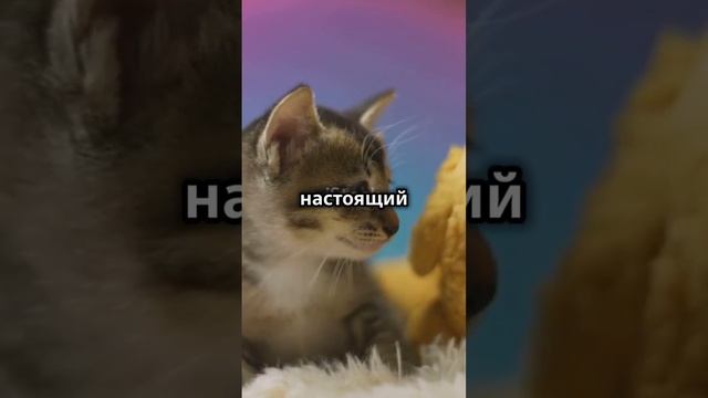 Весёлый котик рассмешит вас.