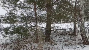 Святой источник в Рудне-Голубовке. Клинцовский район 14.01.2025