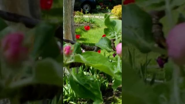 Цветущих яблонь облака. Дмитрий Шлапак смотреть онлайн