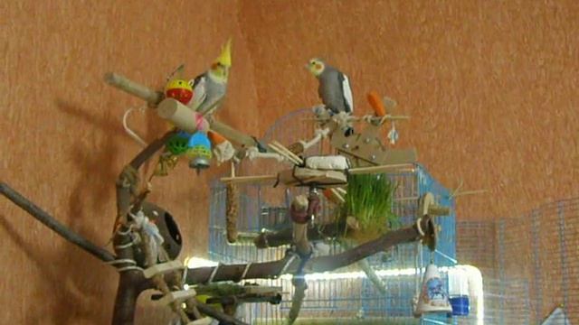 Кореллы Рикки и Кроша смотреть онлайн