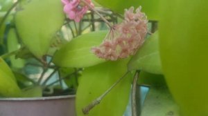 Hoya camphorifolia