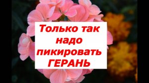 Подросшую рассаду Герани Пеларгонии всегда пикирую только так