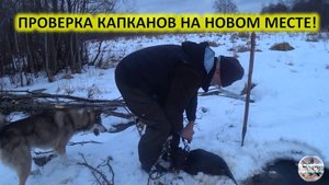 Зимняя охота на бобра с капканами. Проверка капканов на бобра.
