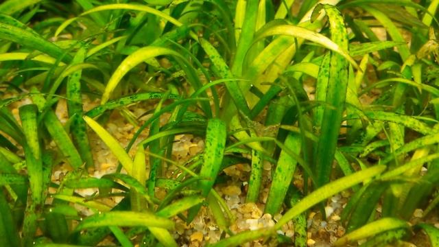 Макробрахиум в общем аквариуме