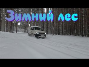 Прогулка по лесу на Бусике.