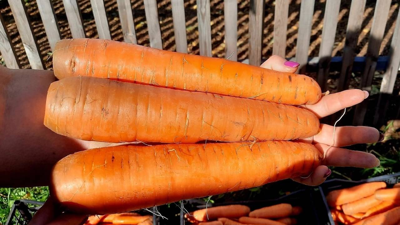 🥕 Универсальный Способ Посадки МОРКОВИ без Прореживания !! Вырастить Крупную МОРКОВЬ Легко!!