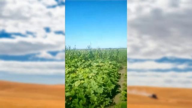 Літо в селі Новогригорівка. Південь України.
