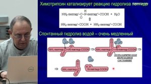 Финкельштейн А.В. - Физика белка - 17. Белковая структура в действии
