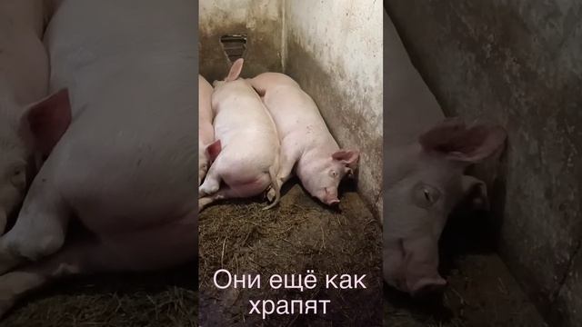 Поросята храпят ещё как смотреть онлайн