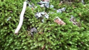 Кивсяк Криволуцкого