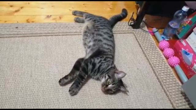 Болтливая кошка офигела от жары. Смешная кошка, лучшие приколы с котиками. смотреть онлайн