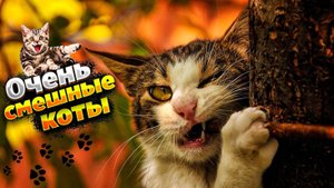 😹Очень смешные коты/Смешные коты / Приколы с котами🐈