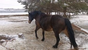 наши лошади