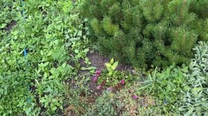 Муж создал интригу и не говорит, что будет делать на даче