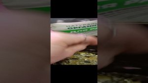 Высаживаю рассаду растений в январе)))