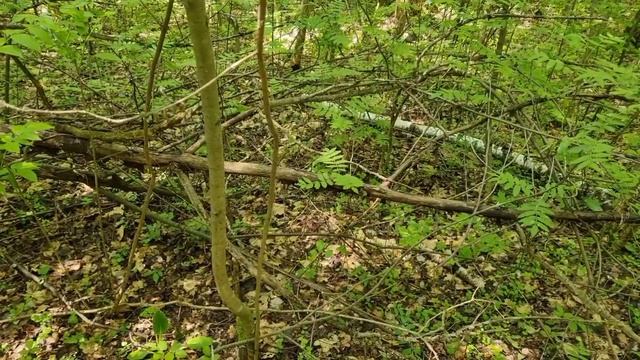 Конструкции и следы в лесу 2, поездка 28.05.2021. Снежный человек, йети, леший смотреть онлайн