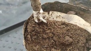 черешня эйфория 2023
Мой сайт - https://www.prosad67.ru