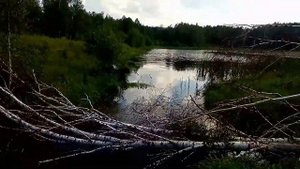 6-часть д.Соловьёвка 24.06.17г.