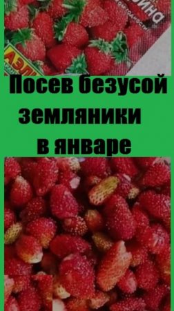 В январе не забудьте посеять БЕЗУСУЮ ЗЕМЛЯНИКУ, ягоды которой ароматные, как у лесной земляники!