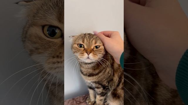 Шотландская вислоухая кошка 🐱