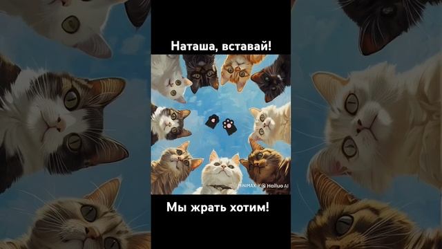 Наташа, вставай! #кот #cat #кошка #котики #юмор #наташа