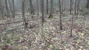 Куница проверка путика