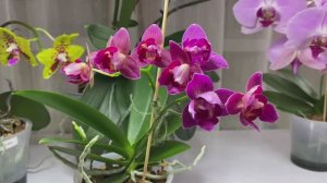 ОСЕННЕ-ЗИМНЕЕ ЦВТЕНИЕ ОРХИДЕЙ 2023 №1