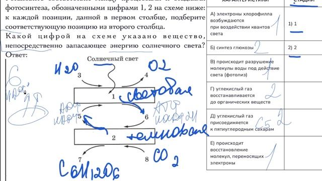 подготовка к егэ по биологии. репетитор по биологии. фотосинтез практика