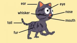 ANIMAL BODY PARTS | bird body parts, goat parts, cat body parts, parts of octopus, turtle parts