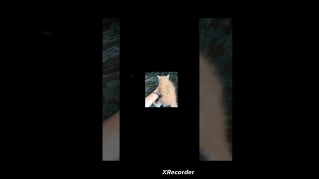 смешные видео про котов 🐱 смотреть онлайн