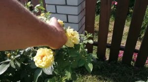 Лихткёнигин лючия (Шраб)