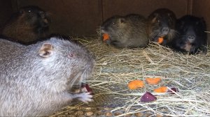 Кормим НУТРИЙ. ЧТО я делаю с просыпавшимся СЕНОМ. 09.01.25