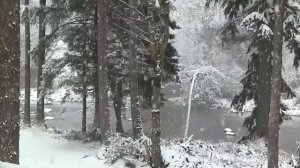 Падающий снег в лесу