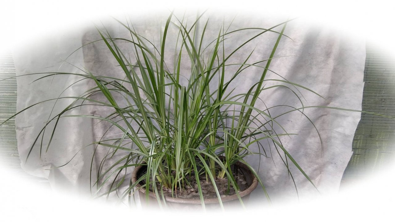 Чуфа в горшке, в теплице,  2023г