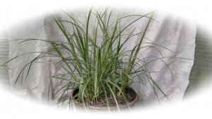 Чуфа в горшке, в теплице,  2023г