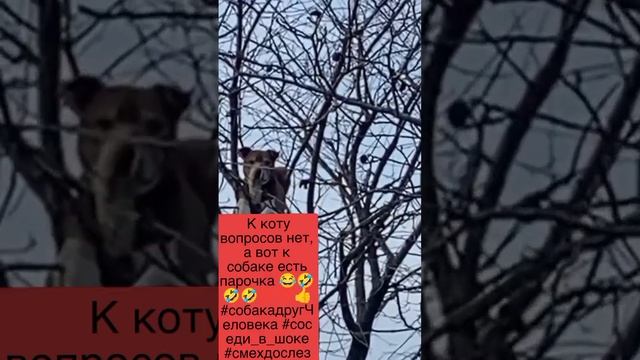 К коту вопросов нет, а вот к собаке есть парочка 😂🤣🤣🤣💯💯👍