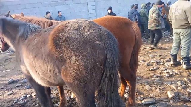 8-ЯНВАРЬ ЖАЛАЛ-АБАД АТ БАЗАРЫ ОРТ🔥БОЛДУГО#малбазар#тезкабар#койбазар#атбазар#озгон#ош#бишкек смотреть онлайн