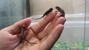 Пантеровые хамелионы 2 недели отроду.mp4