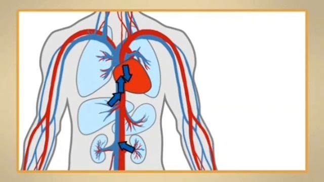 Кан айлануу системасы. МЕКЕН ТААНУУ 4-КЛАСС смотреть онлайн