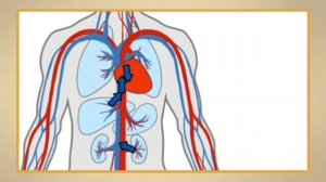 Кан айлануу системасы. МЕКЕН ТААНУУ 4-КЛАСС