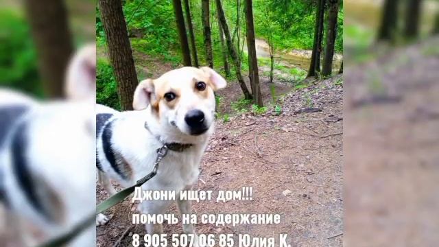 Джони ищет дом!!! мальчик, вес 20 кг, 8 905 507 06 85 Юлия смотреть онлайн