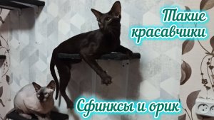 Сфинксы и ориентальный кот/Смешные коты