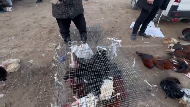 хазорасп паранда бозори нархлари