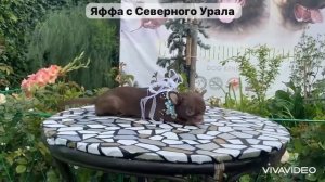 Яффа с Северного Урала. Шоколадная девочка мини размера ￼