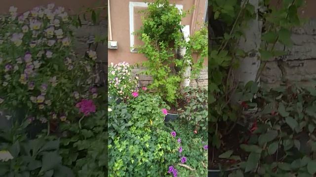 Санкт Петербург Суворовский проспект у цветочного магазина собака лавочка смотреть онлайн