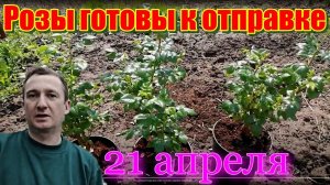 Как выглядят наши розы. 21 апреля 2022 г.