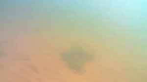 Аргази "под водой"