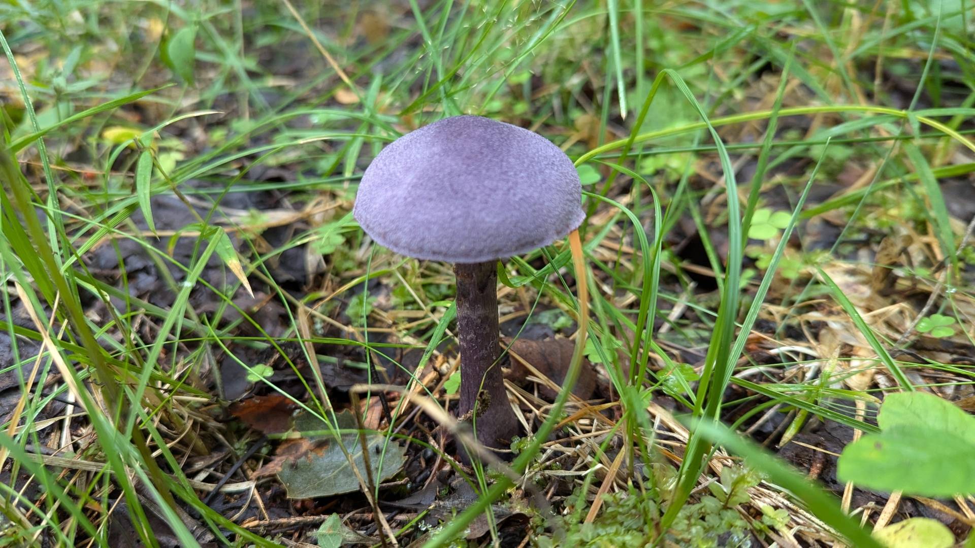 Паутинник фиолетовый (Cortinarius violaceus). Как выглядит гриб на месте произрастания.