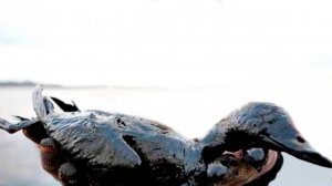 Краснокнижных птиц спасли из мазутного плена в Краснодарском крае